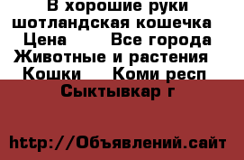 В хорошие руки шотландская кошечка › Цена ­ 7 - Все города Животные и растения » Кошки   . Коми респ.,Сыктывкар г.